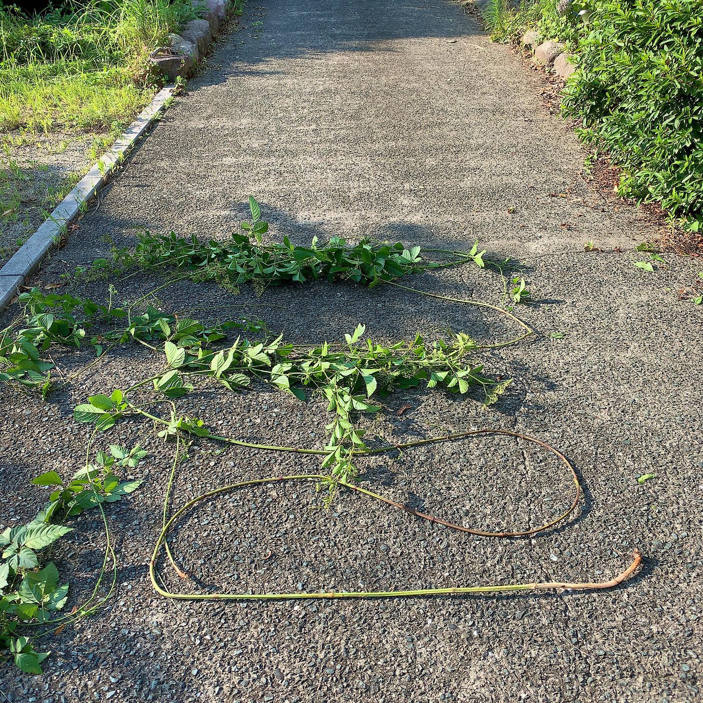 いかに長いかを表現しようとしてこんなふうに置いた。草取り中にこんな長いツル植物に遭遇。#ウチの庭