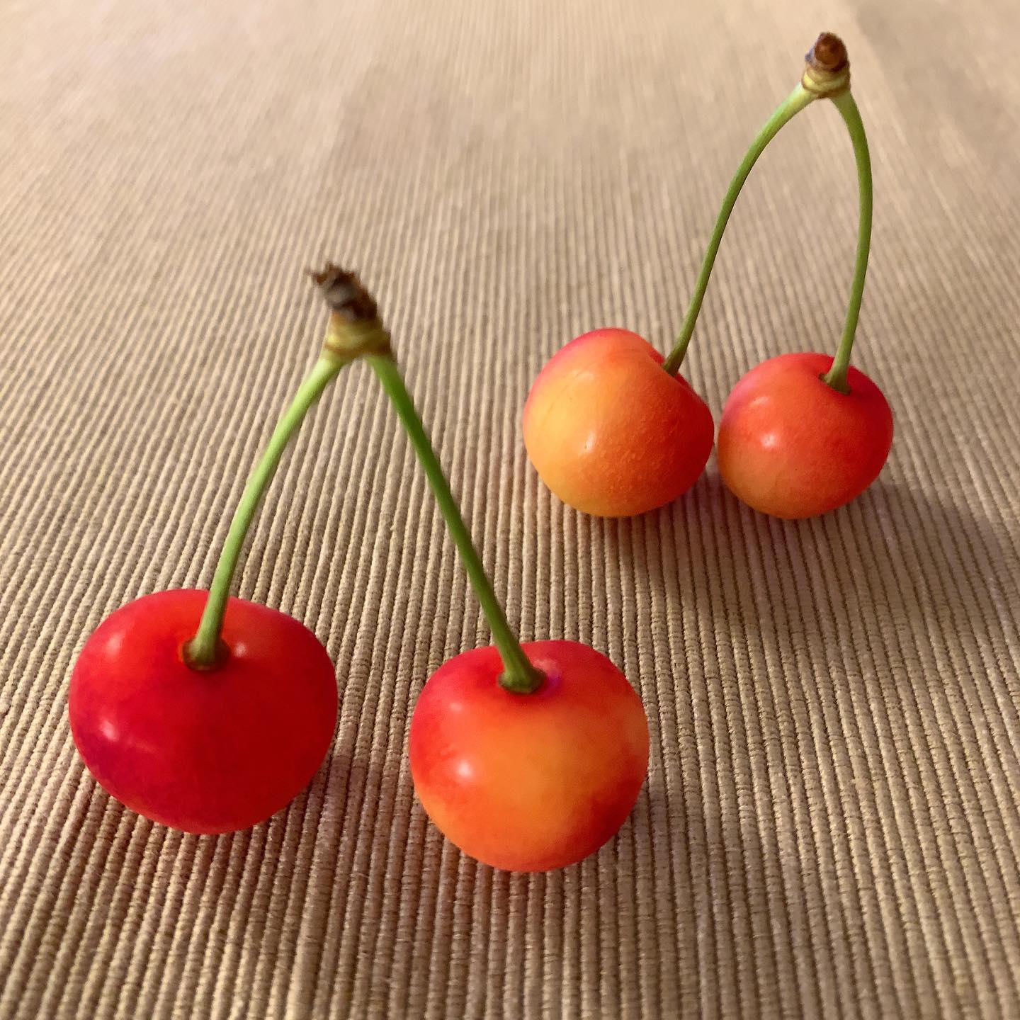 まさにサクランボの姿。These are what I expect to seem. #cherry #kirsch #さくらんぼ