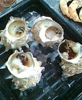 さざえ pic_0218.jpg