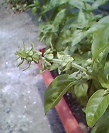 ぐんぐん pic_0272.jpg