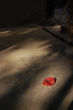 大分県日田市、天領祭|天領日田「千年あかり」 落ち葉赤