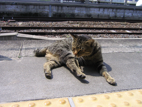長崎駅の猫