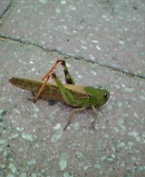 ばった pic_0292.jpg