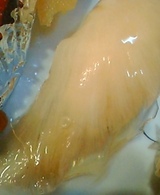 ふかひれ 84fcb4bb.jpg