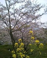 桜 pic_0193.jpg