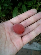 赤い実 9e4d3a59.jpg