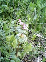 ほとけのざ a64d0023.jpg