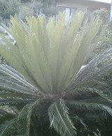 成長はやい cf463dd6.jpg