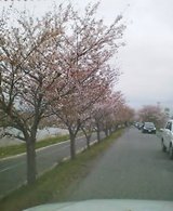桜2 pic_0190.jpg