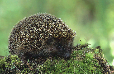 igel0001